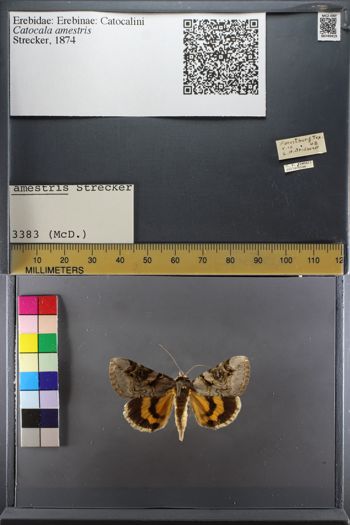 Media type: image;   Entomology 749419